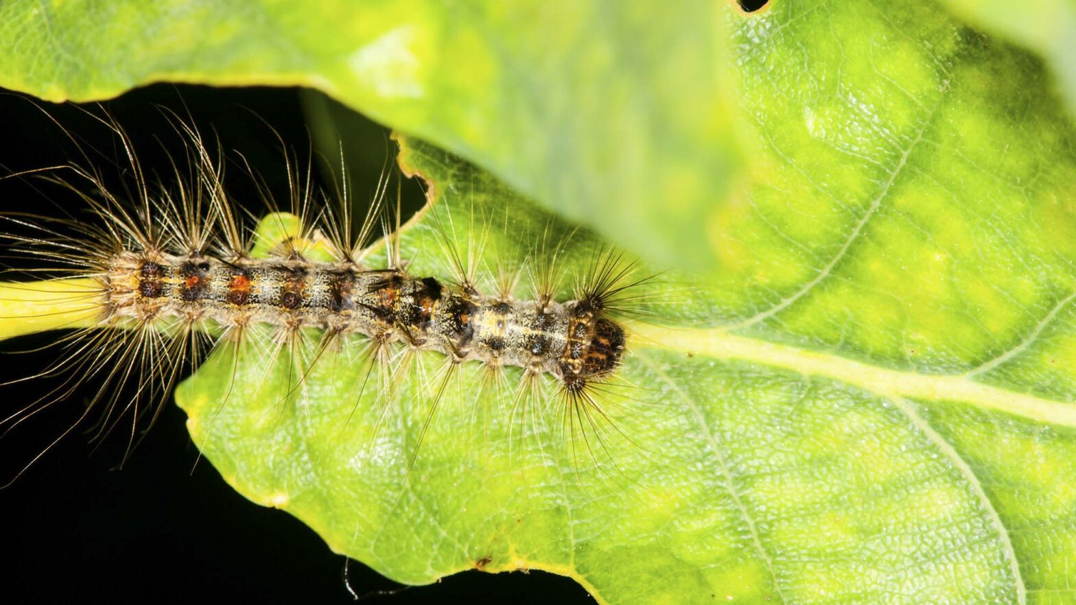 Maßnahhmen gegen Befall
